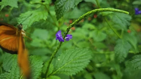 A butterfly in slow motion. Stock Footage 256450261
