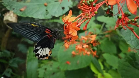 A butterfly in slow motion. Stock Footage 256451564