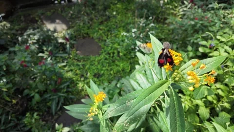 Butterfly in slow motion Stock Footage 267550650