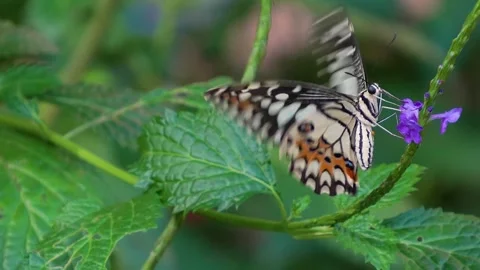 Butterfly in slow motion Stock Footage 273499930