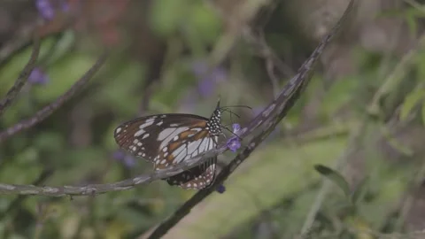Butterfly In Slow Motion Stock Footage 280734668