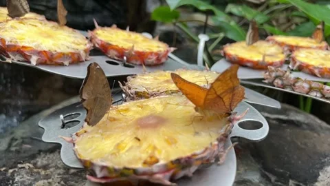 Butterfly slow motion Stock Footage 290231559