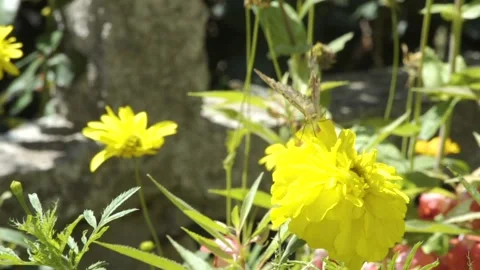 Butterfly in slow motion sipping nectar from a yellow flower Stock-Footage 144915737