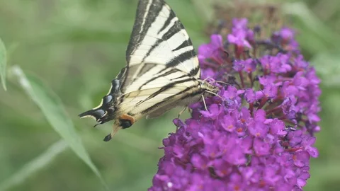 Butterfly in slow motionn Stock Footage 92945167