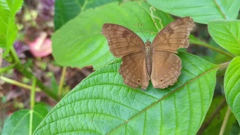 Butterfly slowly flapping its brown wings Stock Footage 221667902