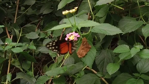 Butterfly slowly flapping its wings Stock Footage 95539051