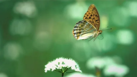 Butterfly slowmotion 動画素材 102494790