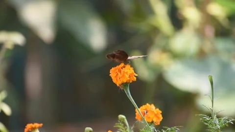 A butterfly in slowmotion on a marigold Stock Footage 273493344