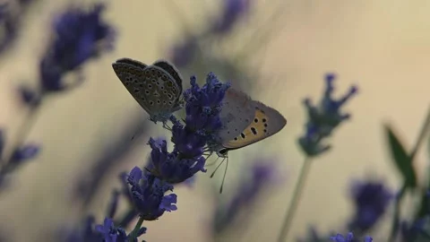Butterfly Small copper perched on lavender close-up (Lycaena phlaeas). Stock Footage 314215904