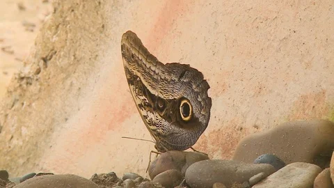Butterfly on Small Rocks Stock Footage 109203037