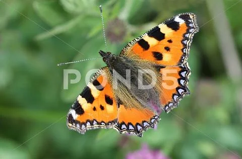 Butterfly - Small Tortoiseshell - Aglais urticae Stock Photos