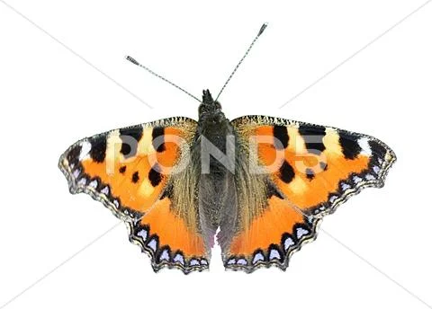 Butterfly - Small Tortoiseshell - Aglais urticae Stock Photos