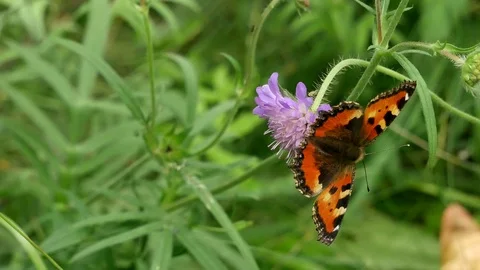 Butterfly small tortoiseshell head over heels Video stock 117335551