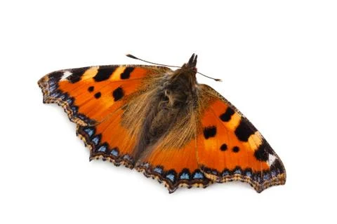 Butterfly (Small tortoiseshell). Stock Photos