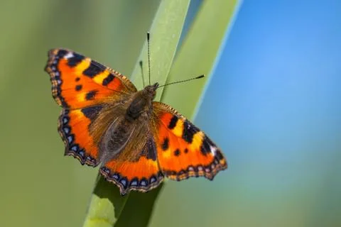 Butterfly Small tortoiseshell Stock Photos