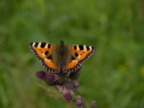 Butterfly Small Tortoiseshell on thistle Stock Photos