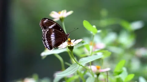 Butterfly Solo On Flower Stock Footage 22008475
