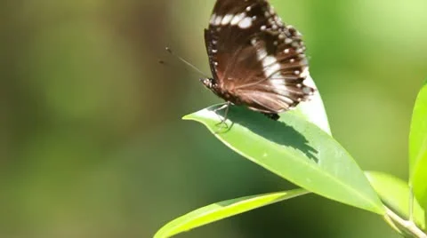 Butterfly Solo On Leaf Stock Footage 22007409
