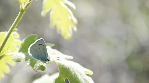 Butterfly, Spain Stock Footage 234422538