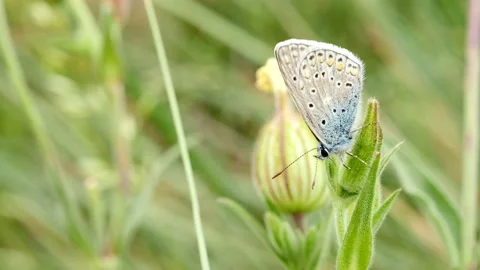 Butterfly, Spain Stock Footage 234422584