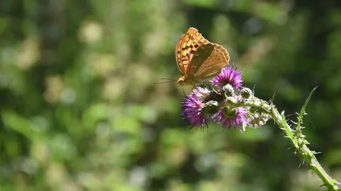 Butterfly, Spain Stock Footage 234422596