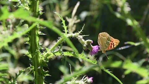 Butterfly, Spain Stock Footage 234422620