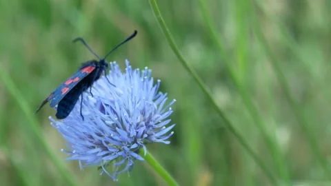 Butterfly, Spain Stock Footage 234422654