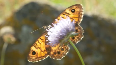Butterfly, Spain Stock Footage 234422663