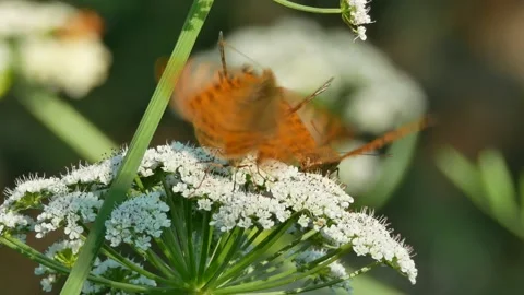 Butterfly, Spain Stock Footage 234422716