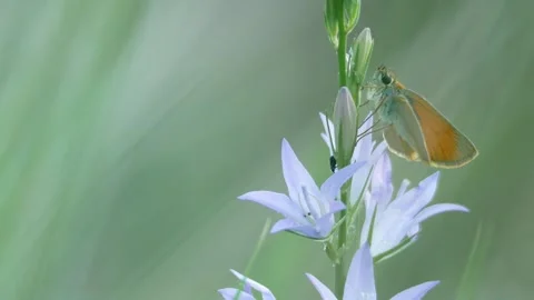 Butterfly, Spain Stock Footage 234422742