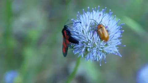 Butterfly, Spain Stock Footage 234422786