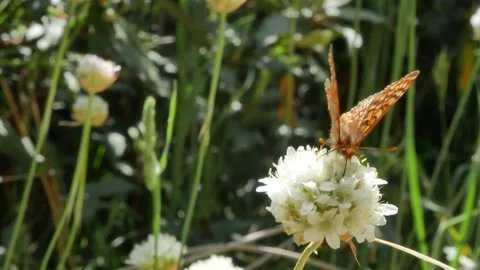 Butterfly, Spain Video stock 234422804