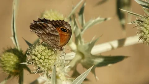Butterfly, Spain Stock Footage 234422836