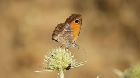Butterfly, Spain Stock Footage 234422846