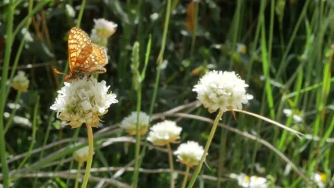 Butterfly, Spain Stock Footage 234423077