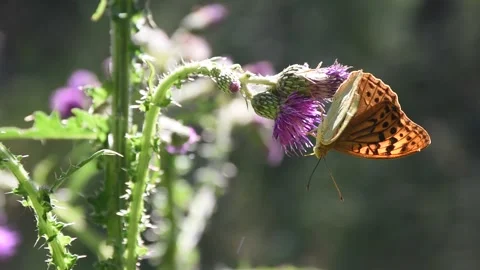Butterfly, Spain Stock Footage 234423454