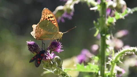 Butterfly, Spain Stock Footage 234423481