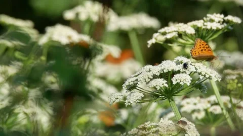Butterfly, Spain Stock Footage 234423489