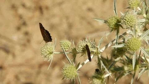 Butterfly, Spain Stock Footage 234423501