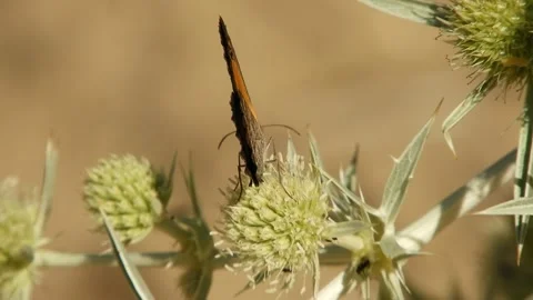 Butterfly, Spain Stock Footage 234423526
