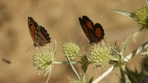 Butterfly, Spain Stock Footage 234423542