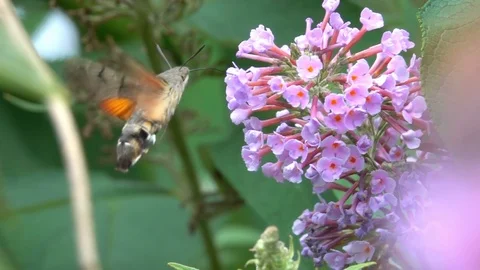 Butterfly Sphinx fun animal Hovering flight pink flower Stock Footage 95153574