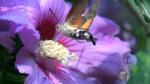 Butterfly Sphinx Hovering flight Nature close up Stock-Footage 92364228