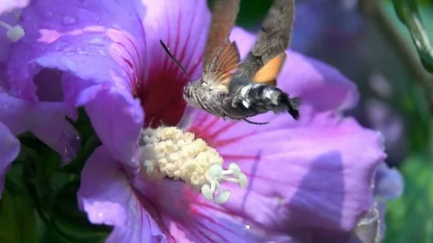 Butterfly Sphinx Hovering flight Nature close up Stock Footage 92364358