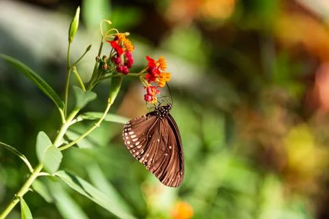 Butterfly Spicebush Swallowtail sitting on a red-orange flower in a sunbeam,  Stock Photos