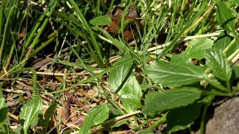 Butterfly, spider, fly, insects crawling and flying around near forest floor Video stock 76781648