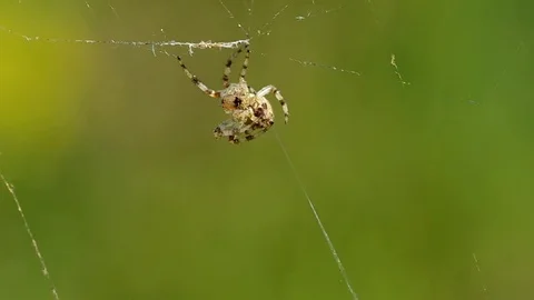 Butterfly in a spider's web Stock Footage 74167817