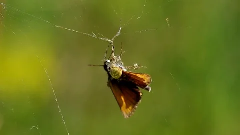 Butterfly in a spider's web Stock Footage 74167931