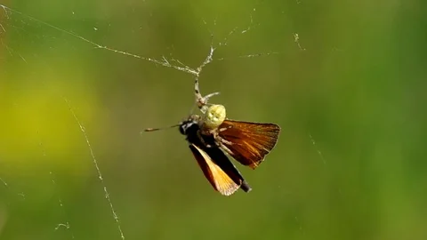 Butterfly in a spider's web Stock Footage 74167962