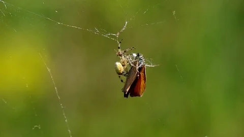Butterfly in a spider's web Stock Footage 74168008